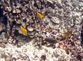 023 Yellow Tangs and Orange Spine Surgeonfish